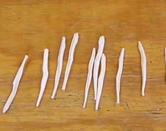 10 Coyote Baculum Bones