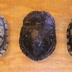 May include: Three turtle shells arranged in a row. The left shell is light gray with dark brown markings. The center shell is dark brown with a smooth, glossy texture. The right shell is a mix of dark brown and light gray with a textured pattern.
