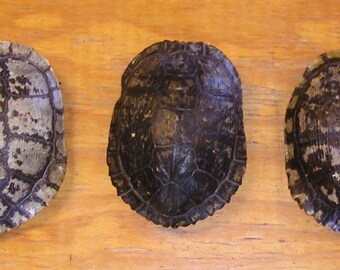 3 Large 7" Red Ear Slider Turtle Shells