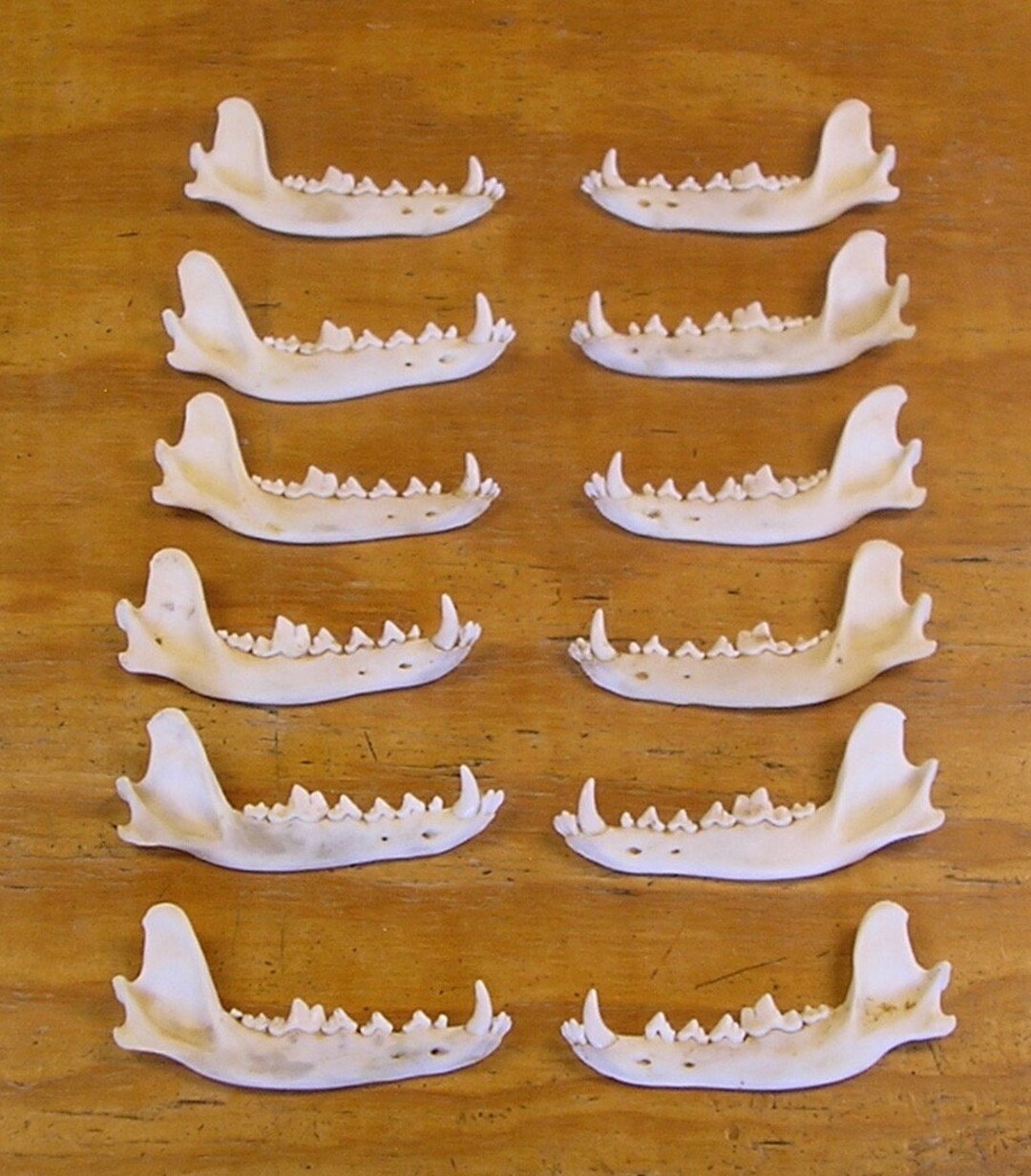 12 Matched Coyote Jaw Bones for Native American Ceremonies - Etsy