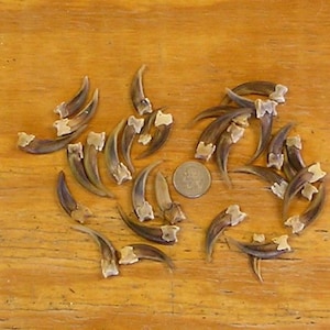 30 Real Front Badger Claws