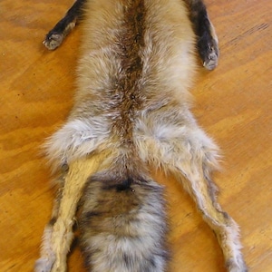 XLarge Tanned Wyoming Red Fox Skin for Life Size Mount