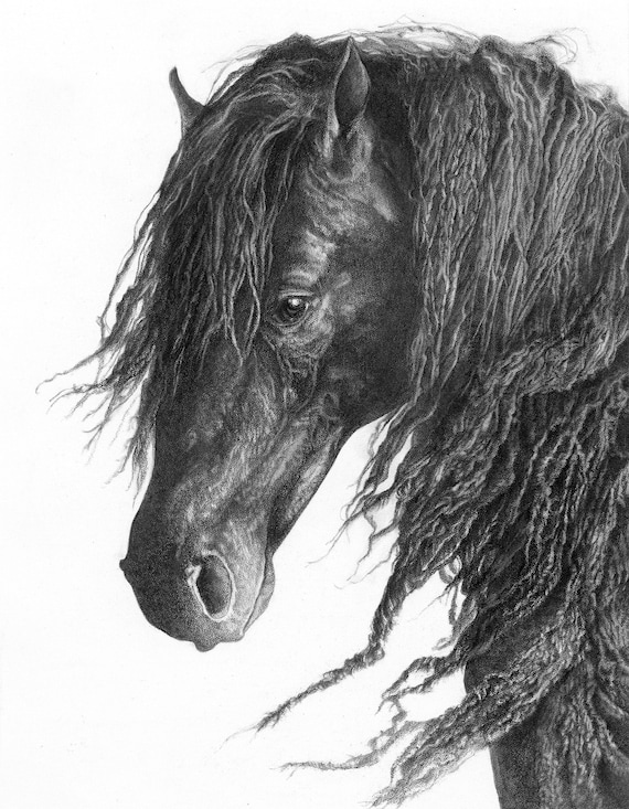 AZABACHE CAMPEON - Giclees and Fine Art Prints