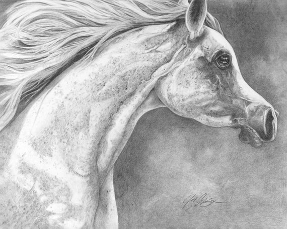 FLEABITTEN PRINCE - Giclee  -  Fine Art Original -  Charcoal Drawing