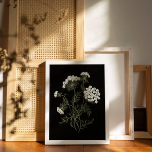 Queen Anne's Lace botanical print - Art Print - Wall Art - Poster - Papier Fleuri Co