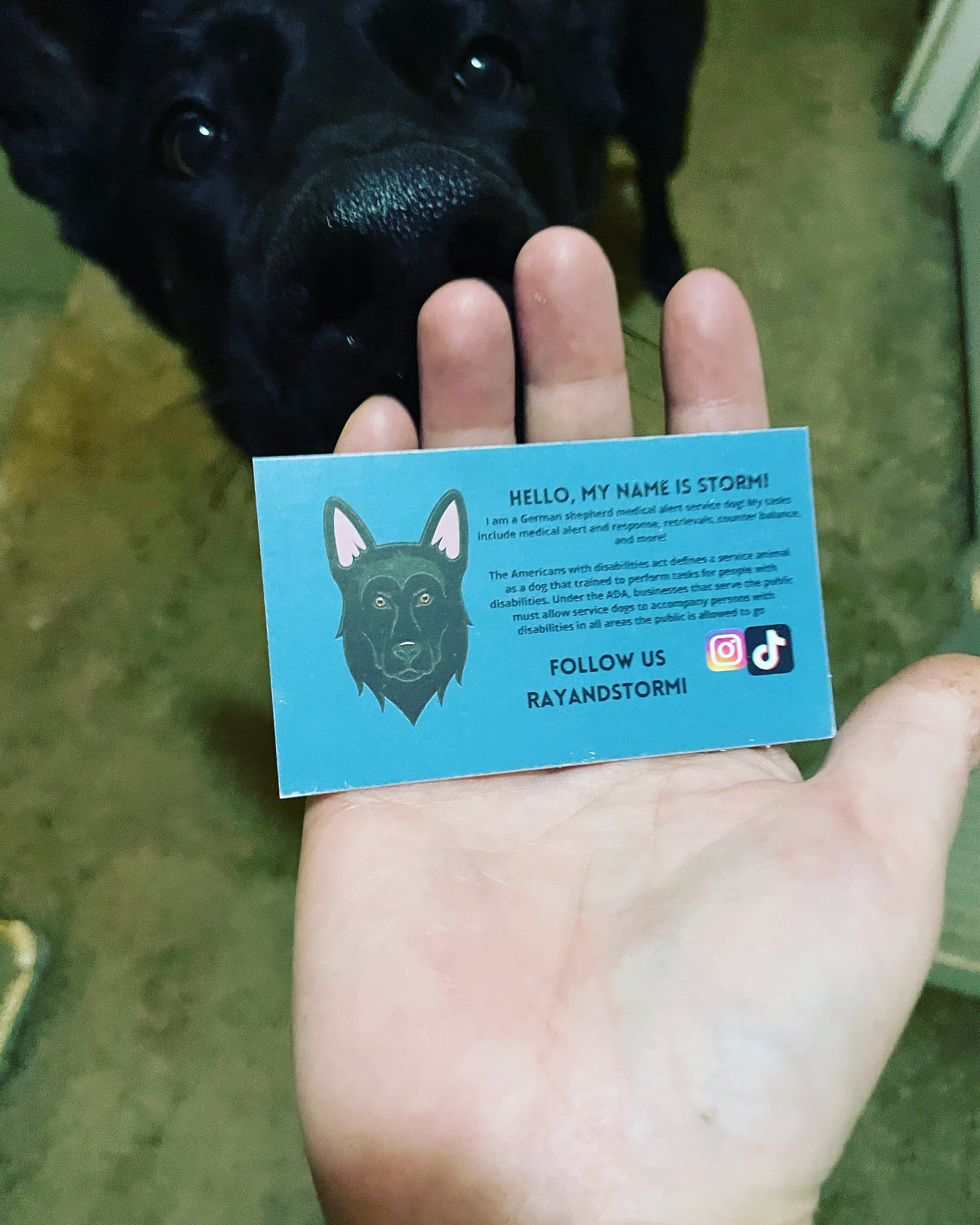 Service Dog ADA Cards Etsy