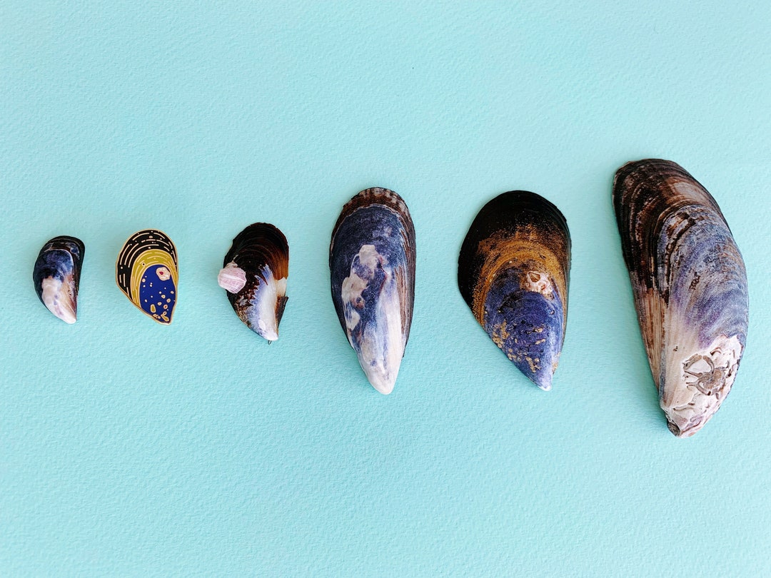 Seashell Pin | Enamel Pin | Hard Enamel | Shell | Ocean | 1.125 - Etsy