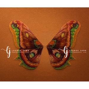 Butterfly wings newborn digital backdrop, newborn wings, butterfly, unique, moth, newborn digital background, composite, instant, boy, girl