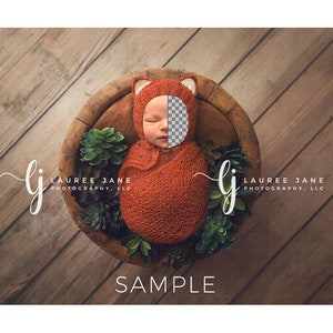 Fox newborn digital background fox bowl wrap wrapped succulent unique png pop bowl overhead face transparent backdrop composite boy girl