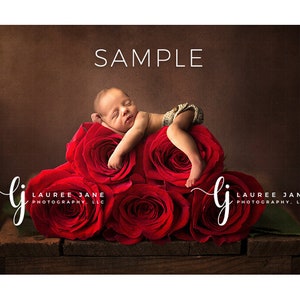 Newborn digital backdrop valentine flower unique roses floral unique red newborn digital background newborn composite instant download girl