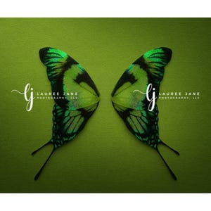 Butterfly wings newborn digital backdrop, newborn wings, unique, green, purple, newborn digital background, composite, instant, boy, girl