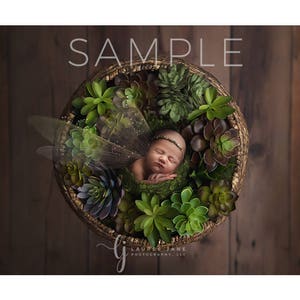 Newborn digital backdrop, nest, fairy, succulents, plants, unique, overhead, newborn digital background, newborn composite, instant download