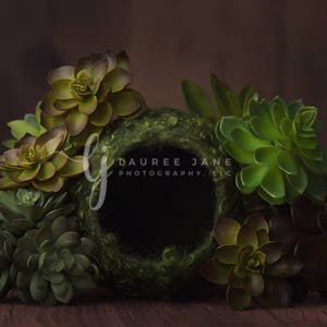 Newborn digital backdrop, unique, fairy, succulents, plants, nest, green, newborn digital background, newborn composite, instant download
