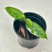 see more listings in the Hoya - Wax Plant section