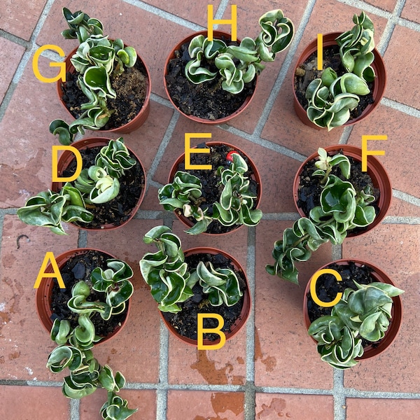 Variegated Hindu Rope Hoya - Etsy