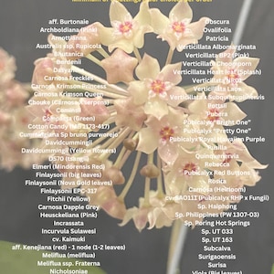Build your Rare Hoya Collections - Bundle Fresh Cuttings - 66 Varieties!!!