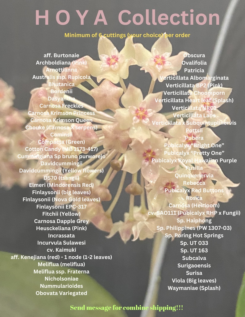 Build your Rare Hoya Collections Bundle Fresh Cuttings 66 Varieties image 1
