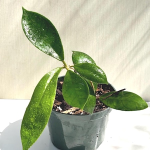 Hoya callistophylla ’Christmas’ -  Rooted - 6&quot; pot - Actual Photos