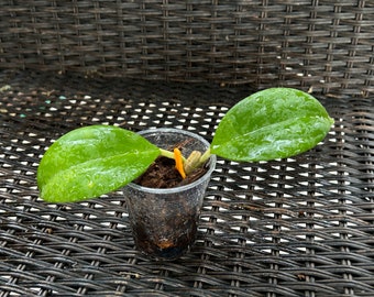 Hoya Subquintuplinervis (Red Flowers)   (FKA Pachyclada)  - Actual Plant - Rooted