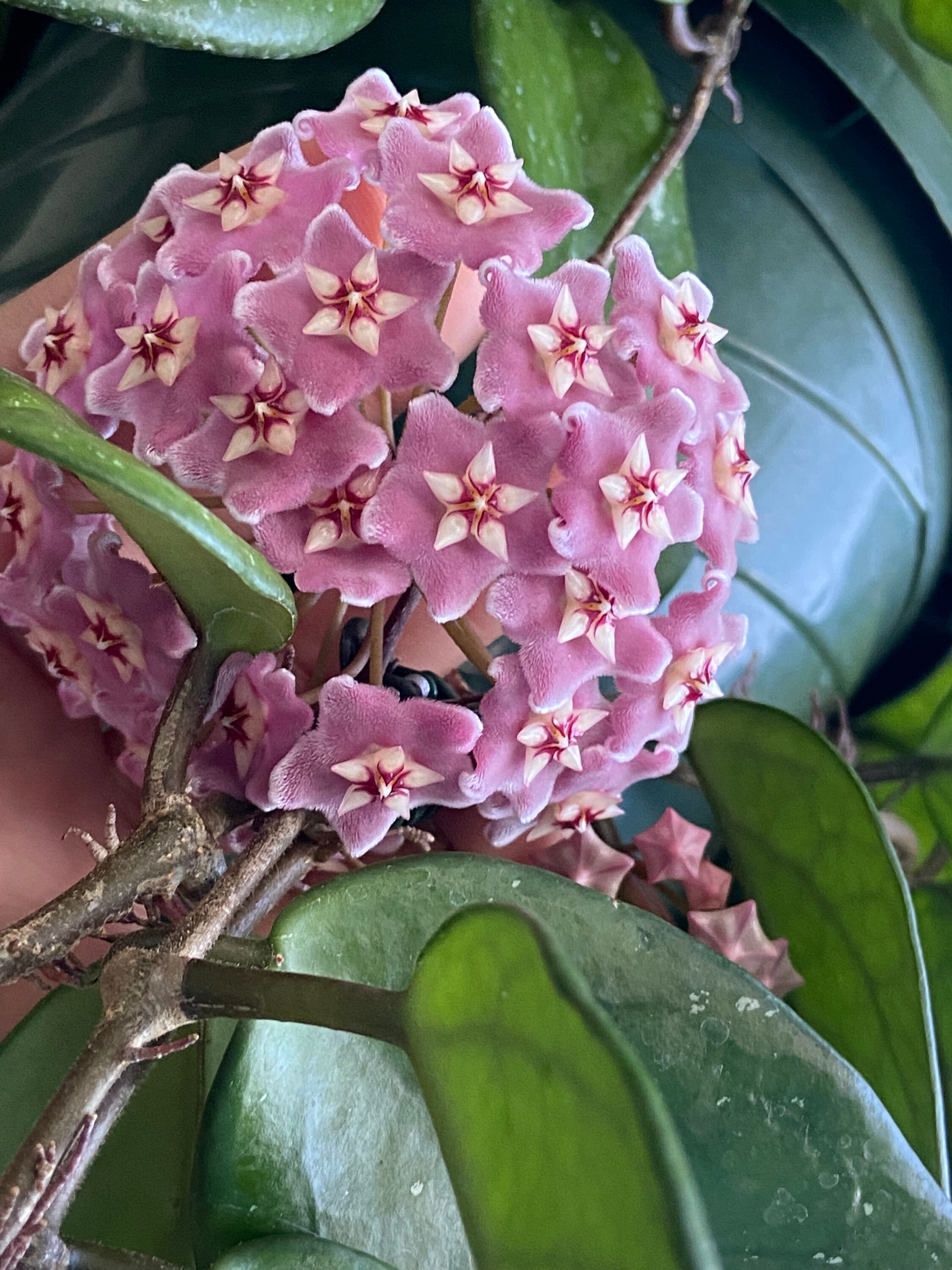 Hoya Fungii - Etsy
