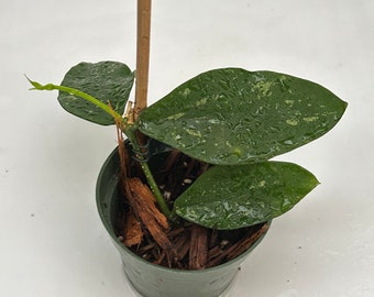 Hoya lobbii 2 with Splash (dark black flower)  Rooted - 4” pot - Actual Photos