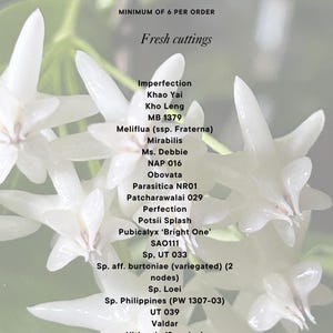 Build your Rare Hoya Collections #2 - Bundle Fresh Cuttings - Imperfection Perfection Kho Leng NAP 016 Valdar Vorapol Winnie MB 1379 Debbie