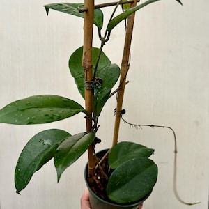Hoya &#39;SAO111&#39; (Hoya Pubicalyx Royal Hawaiian Purple x Hoya Fungii) - Rooted - 4&quot; Pot - Actual Photos