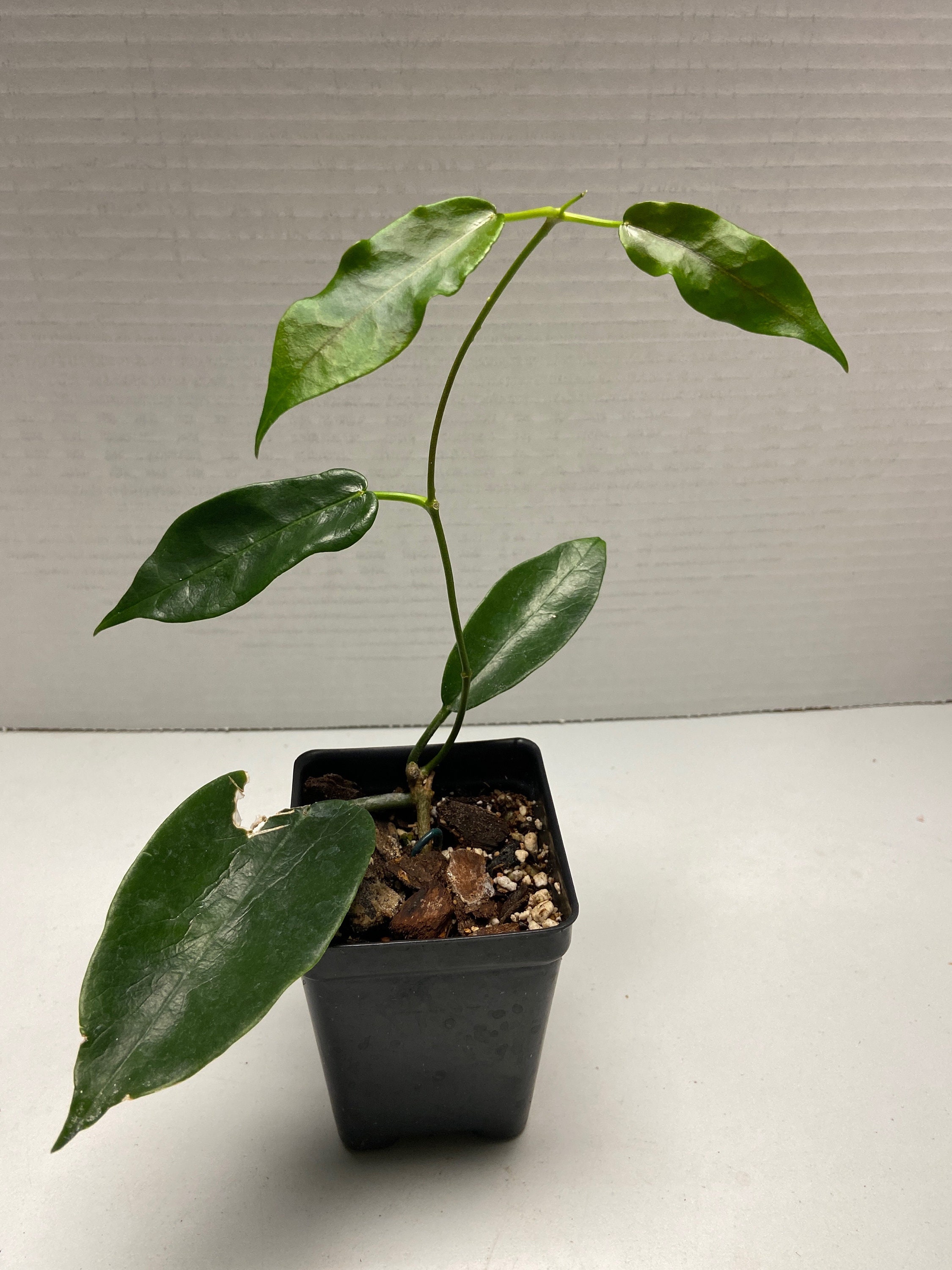 Hoya Liddleana ( Aff. Onychoides PNG SV 441) - Rooted - Big