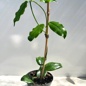 Hoya villosa (small leaves) - Rooted - 6” pot - Actual Photos