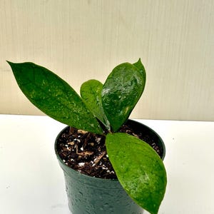 Hoya callistophylla ’Christmas’ -  Rooted - 6&quot; pot - Actual Photos