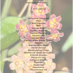 Build your Rare Hoya Collections - Bundle Fresh Cuttings - 23 Varieties!!! - Golden Eye Hotlips Caudata Finlaysonii Carnosa Brian Brighton