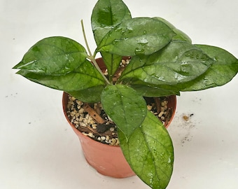 Hoya crassipetiolata (round leaf) FKA Hoya hainanensis - Rooted - 4” pot - Actual Photos