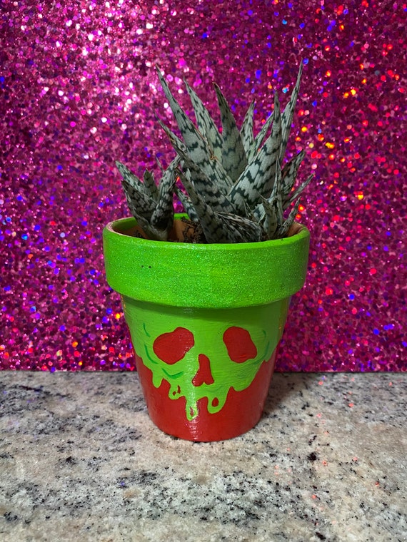 purple spider plant Chlorophytum Comosum