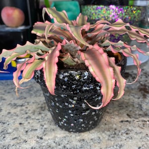 May include: A pink and green bromeliad plant in a black pot with white glitter stars. The pot is sitting on a light gray countertop.