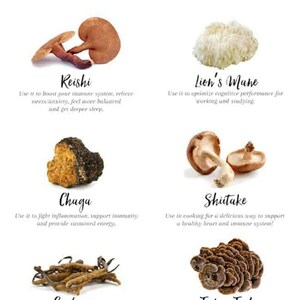 Organic Medicinal Mushroom Hot Cacao image 5