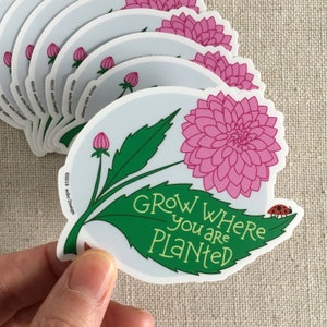 Grow Where You Are Planted Vinyl Sticker / Laptop Sticker / Inspirational Sticker / Plant Lady Gift / Gardening Gift / Illustrated Dahlia