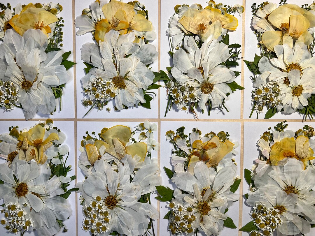 50 Pcs creamy EDIBLE Pressed Flowers & Herbs Chemical Etsy Canada