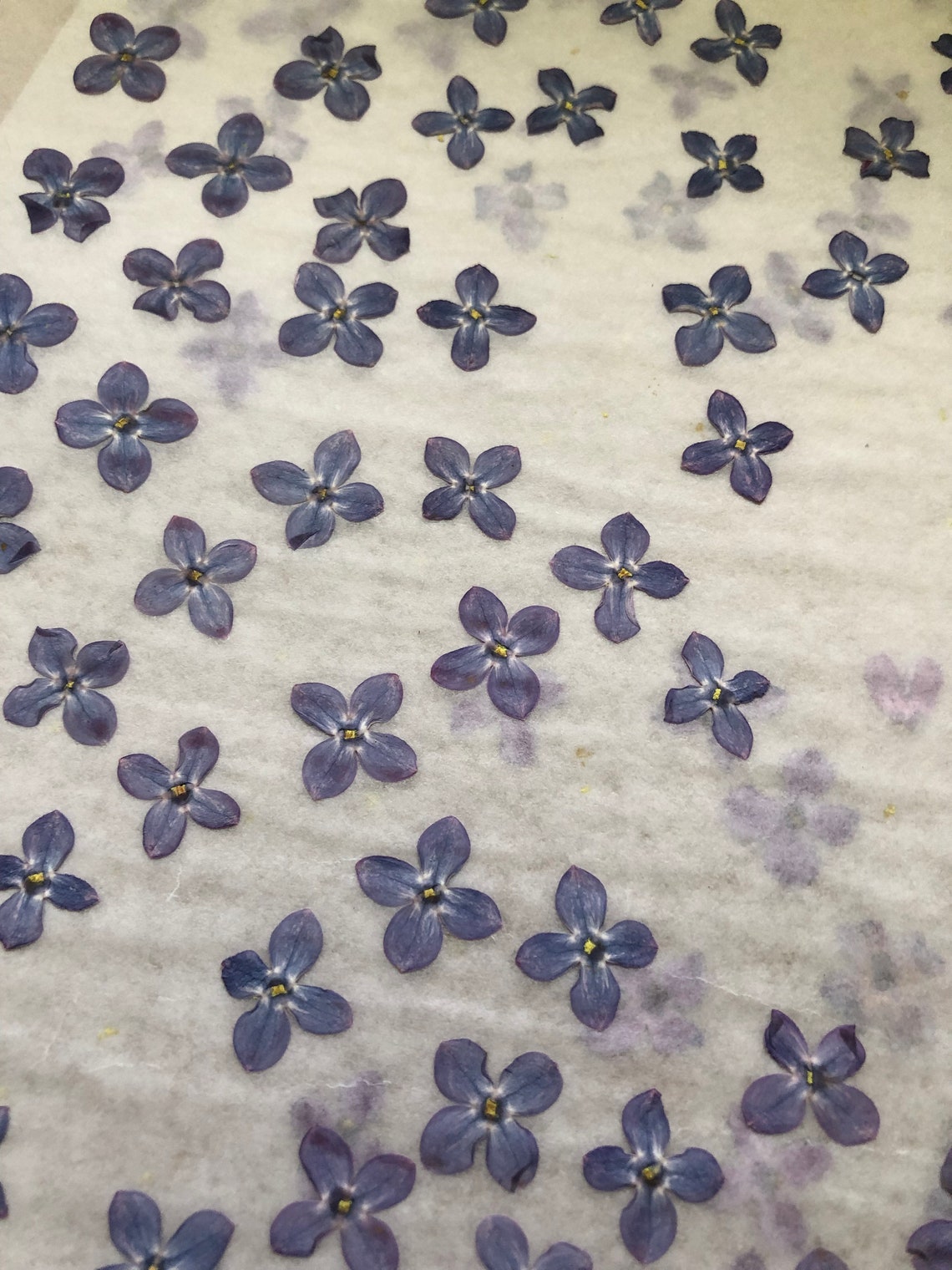 15 pcs Pressed Lilac flowers Etsy