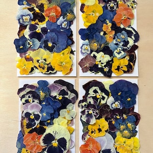 50 pcs *EDIBLE* ‘Pansy Party’ pressed VIOLA & PANSY *flowers* - Chemical free, garden/greenhouse grown, hand pressed for baking/decorating