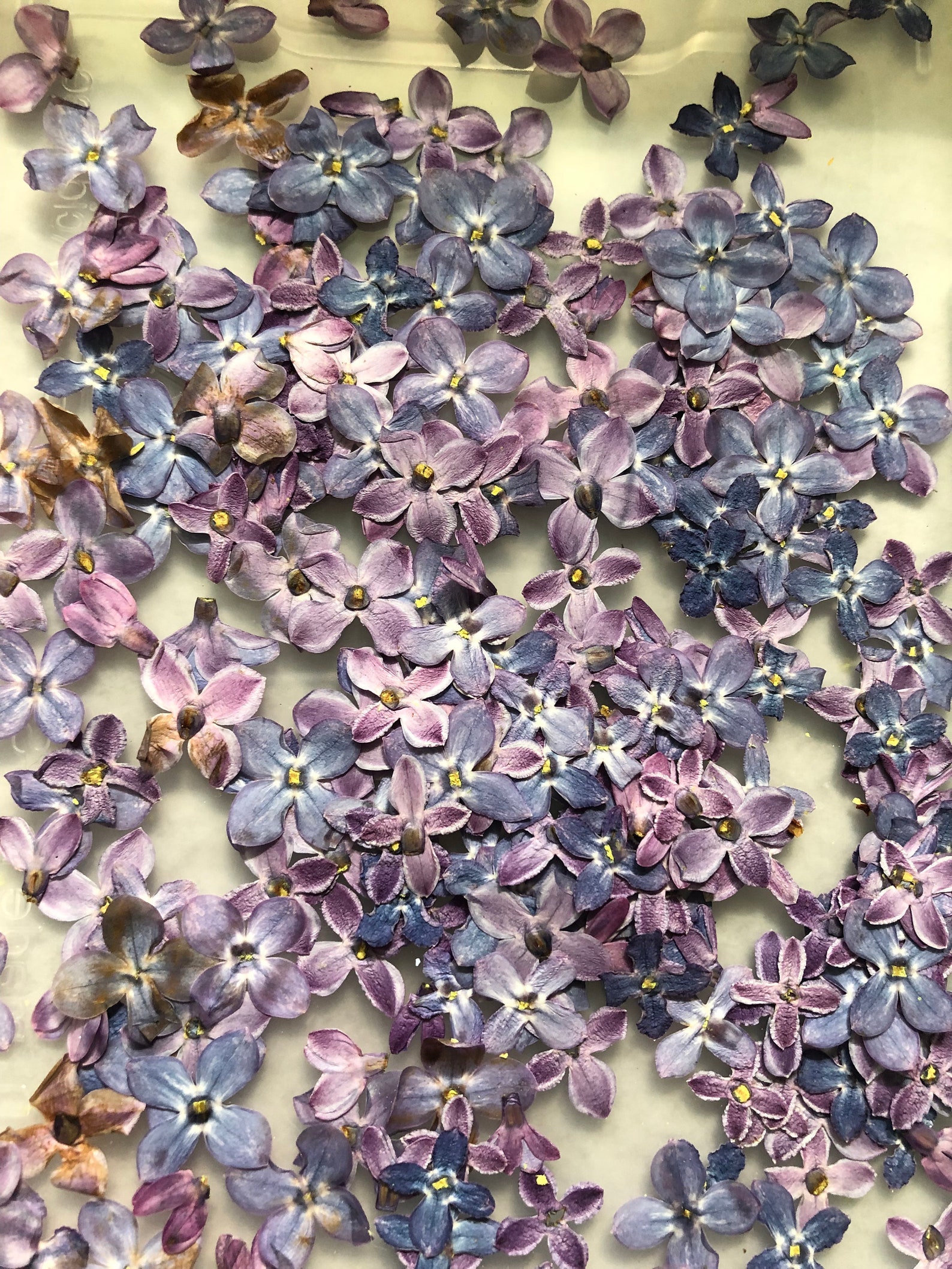 15 pcs Pressed Lilac flowers Etsy