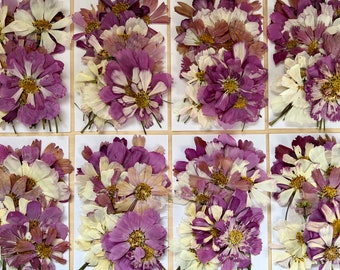 25 pcs ‘Cosmos’ *EDIBLE* pressed flowers & herbs - Chemical free, garden grown, hand pressed for baking/decorating