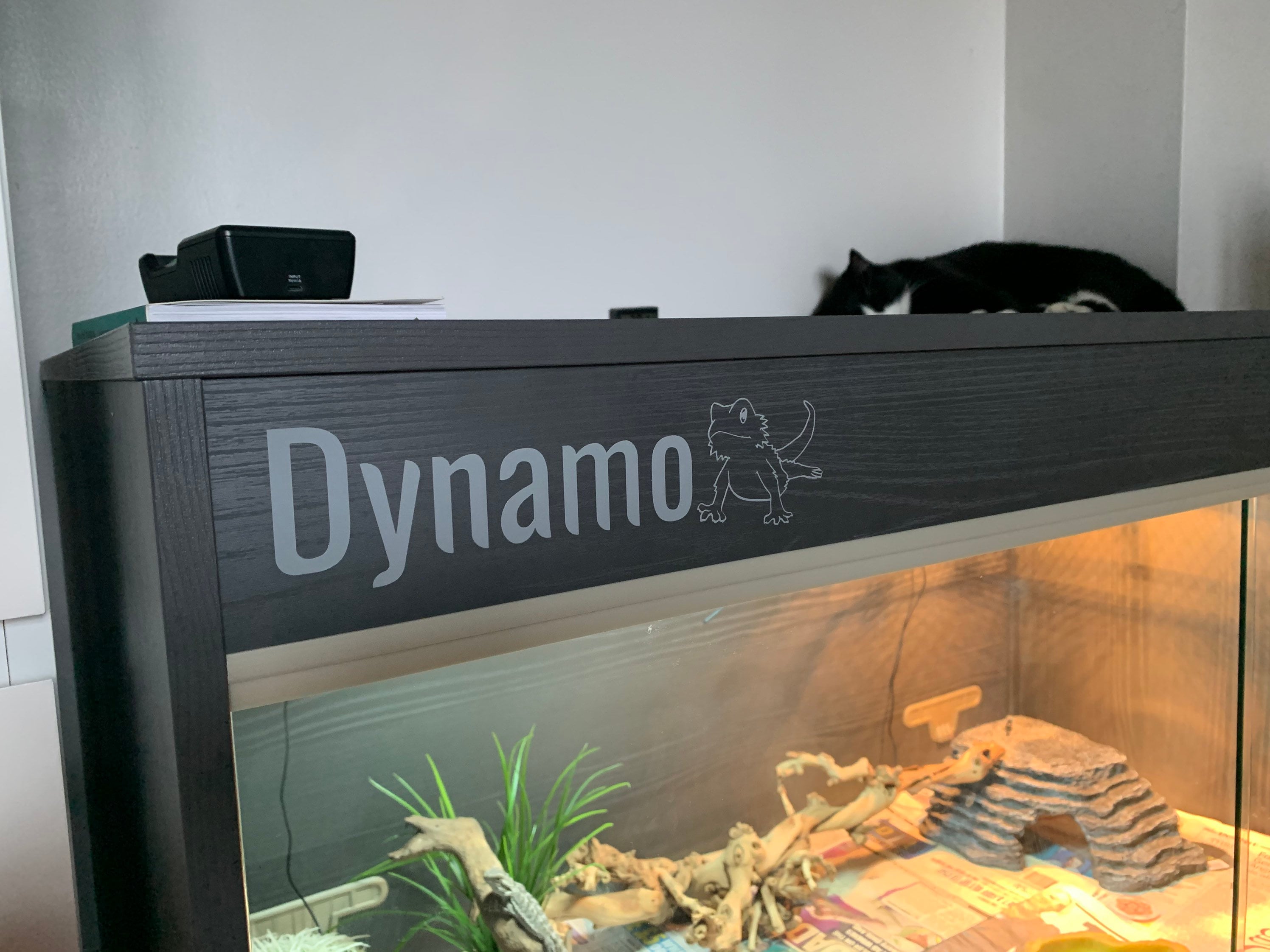 Custom bearded dragon enclosure for cheap sale