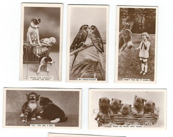 Animal Studies 6 Photographic Cigarette Cards Kittens Puppies Pets Horse Vintage Cavanders Advertising Trade Litho 1936 CC19