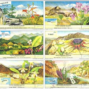PLANTAS POCO CONOCIDAS 6 tarjetas 1957 Plantas poco comunes Flores Vida silvestre Campos - Liebig Trade Vintage Flamenco Holandés Litografía Tarjeta Lg503