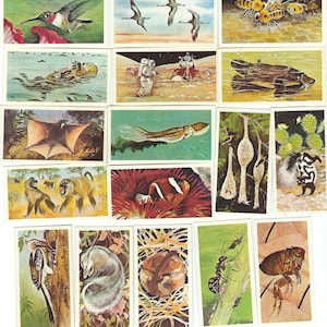WONDERS of WILDLIFE 12 asst Sammelkarten Tiere Tier Vögel Insekten - 1976 Brooke Bond Tea Vintage Werbekarte BBT26