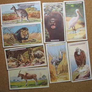 NATURAL HISTORY 8 Zigarettenkarten Löwe Gorilla Känguru Pelikan Puma Vintage Werbung John Player and Sons Trade Litho 1924 PL23