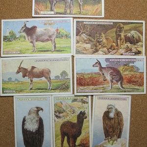 NATURAL HISTORY 8 Zigarettenkarten Elefant Lama Känguru Adler Vintage Werbung John Player and Sons Trade Litho 1924 PL22