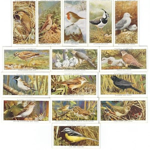 WILD BIRDS 15/50 Chicks Nest Bird Cigarette Cards Vintage Advertising John Player and Sons Litho  Tobacco Trade Card 1932 GG26