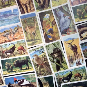 WILDLIFE In DANGER 12 asst  Collector Cards - 1963 Brooke Bond Tea Vintage Advertising Trade Card  BBT1