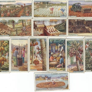 Produkte der WELT 13/50 Kaffee Gummi Weizen Zigaretten Karten Vintage Werbung John Player und Sons Litho Tobacco Trade Card 1928 CC40